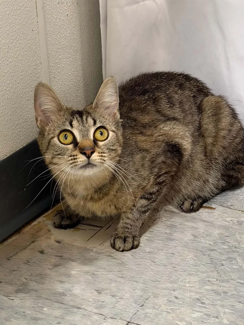 An adult medium-sized female Tabby (Brown / Chocolate) Domestic Short Hair cat named Tobie for adoption in Martinsville, IN