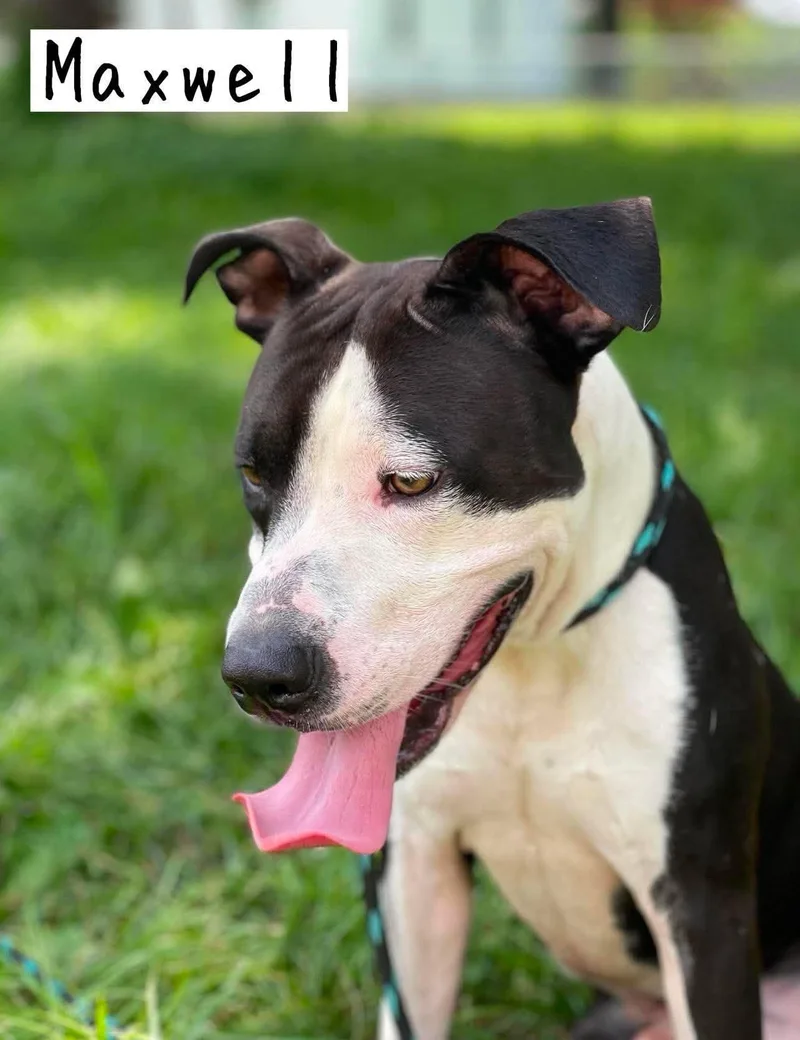 An adult medium-sized male Black Pit Bull Terrier dog named Maxwell for adoption in Springfield, IL