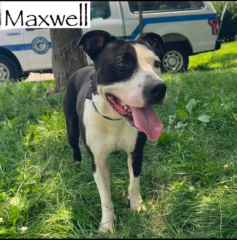Maxwell thumbnail 2