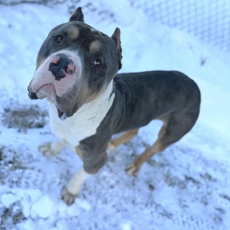 An adult extra large-sized male White / Cream American Bulldog dog named Gucci for adoption in Weimar, CA