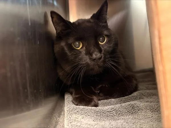 A senior large-sized male Domestic Short Hair cat named Post Malone for adoption in Stratham, NH
