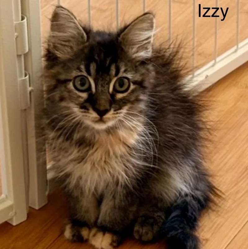 Izzy
