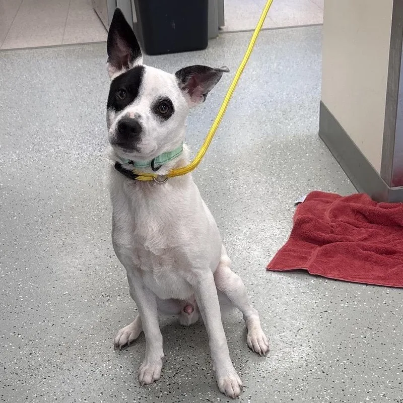 A young medium-sized male Terrier dog named Gizmo for adoption in Fairfax, VA