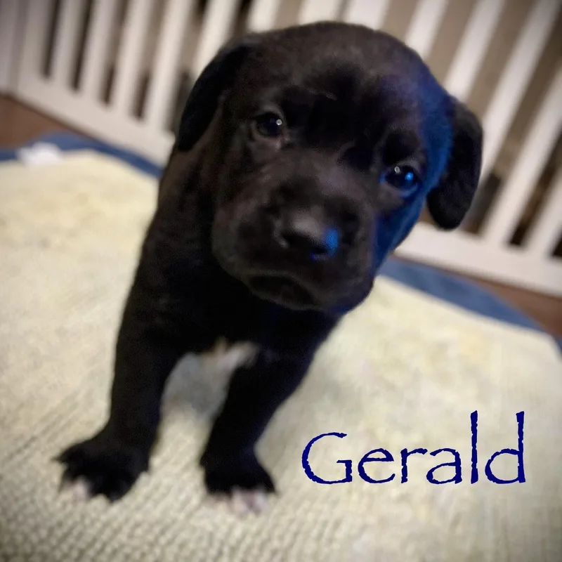 Gerald