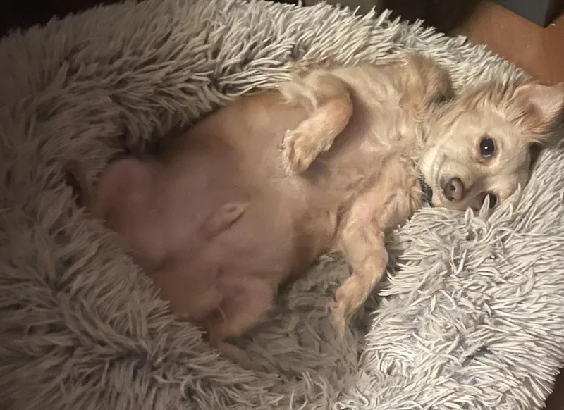An adult small-sized male Cavalier King Charles Spaniel dog named Sundown for adoption in Palo Alto, CA