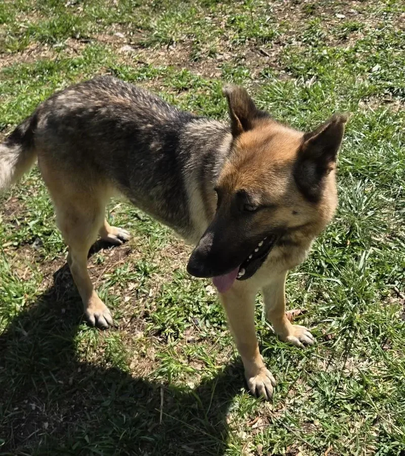 An adult large-sized female German Shepherd Dog dog named Lyra for adoption in Rome, GA