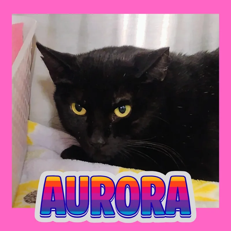 An adult small-sized female Domestic Short Hair cat named Aurora for adoption in Tucson, AZ