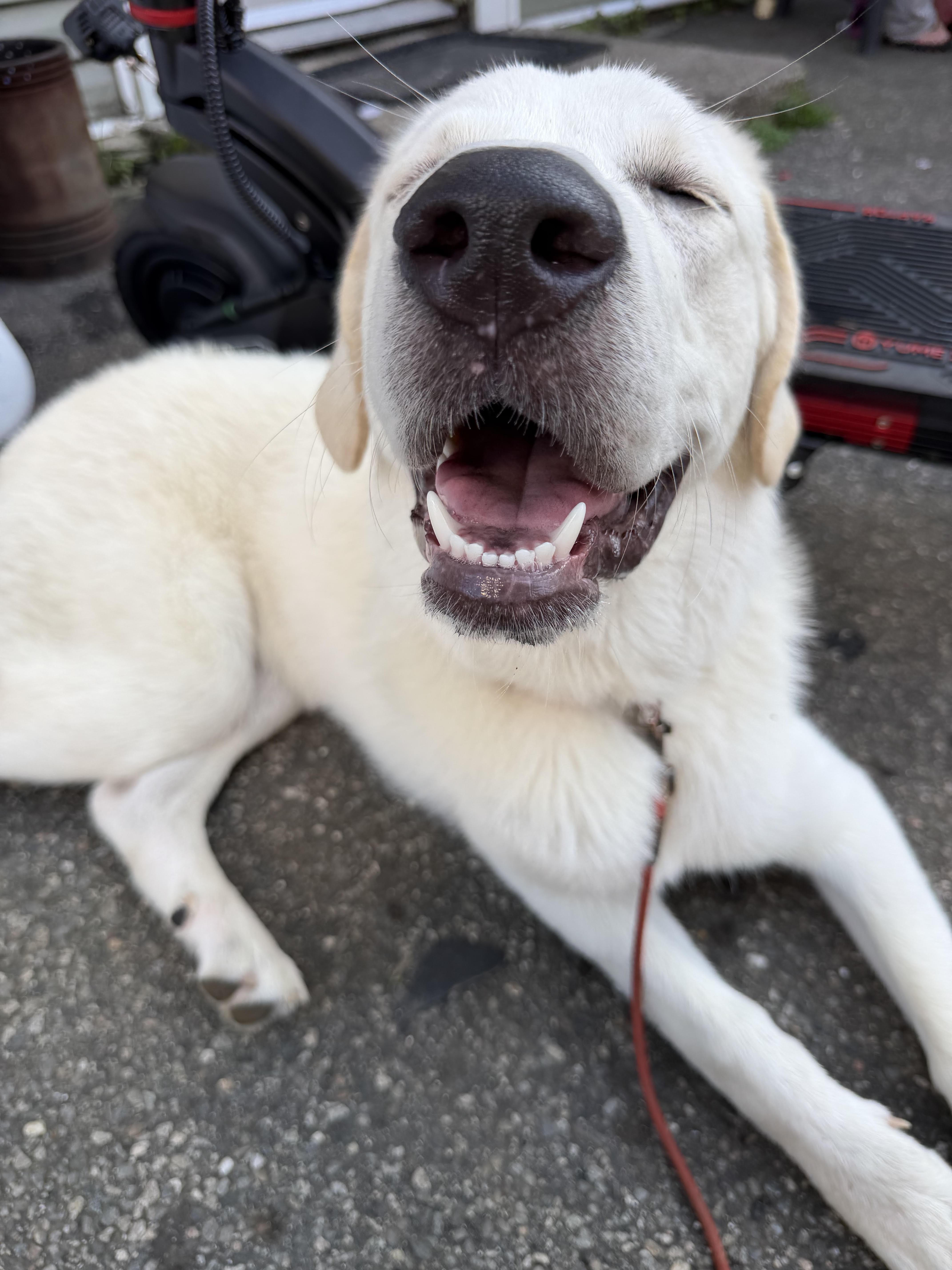A young large-sized female White / Cream Great Pyrenees dog named Lola for adoption in East Hartland, CT