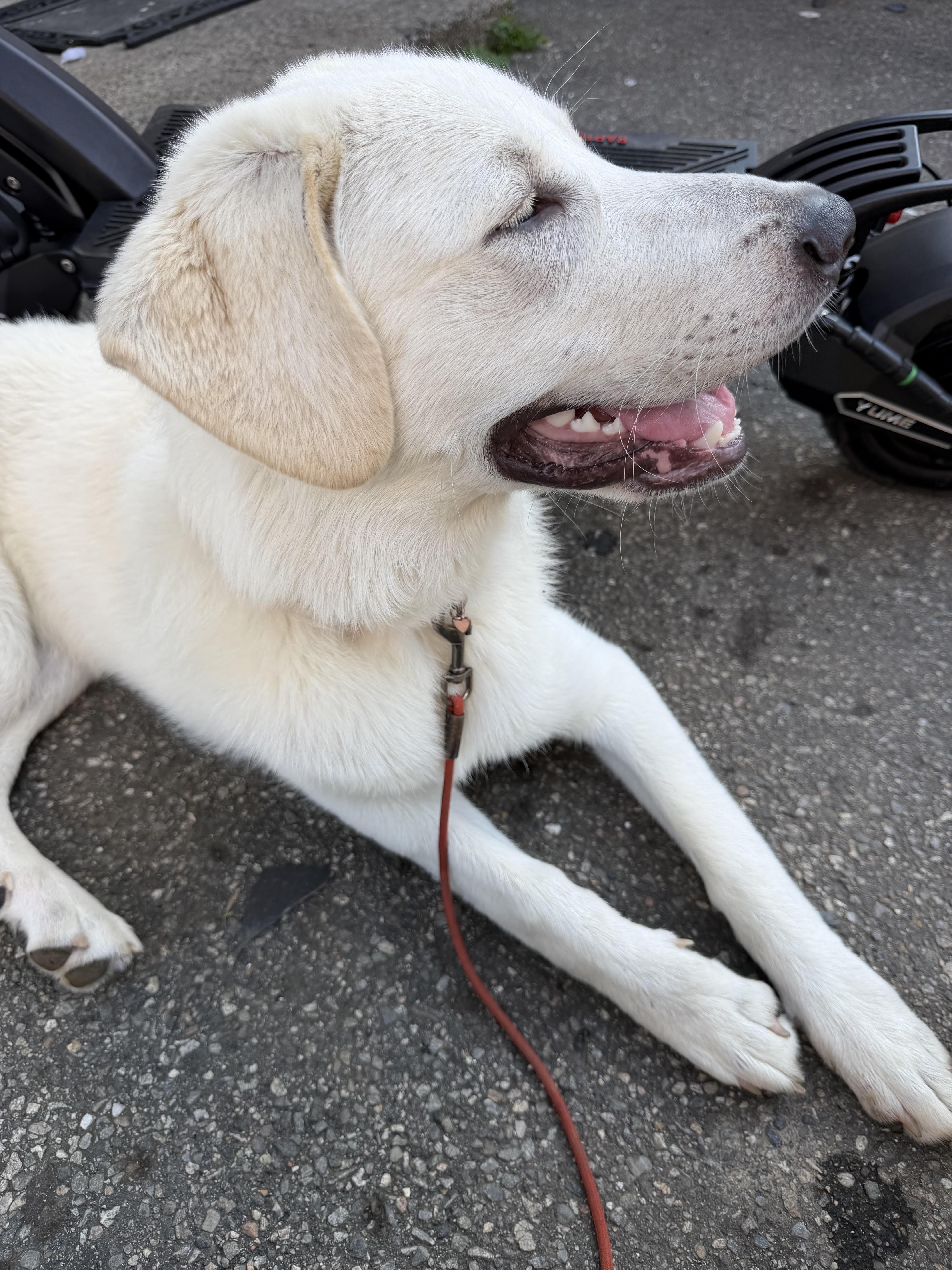 Lola thumbnail 2