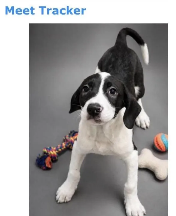 A young medium-sized male White / Cream Black Labrador Retriever dog named Tracker for adoption in Kenhorst, PA
