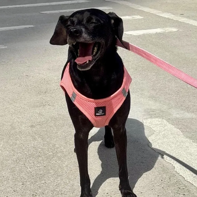 A young small-sized male Black Chiweenie dog named Isaac for adoption in Brooklyn, NY