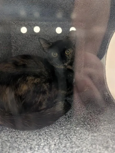 A young medium-sized female Domestic Short Hair cat named Apple for adoption in Ocala, FL