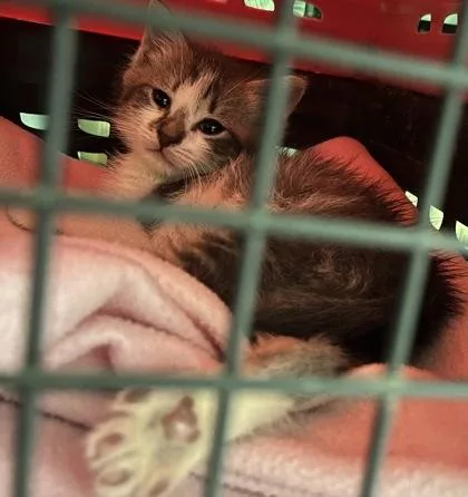A baby small-sized male Domestic Short Hair cat named Nigel Thornberry $ for adoption in Seneca, SC