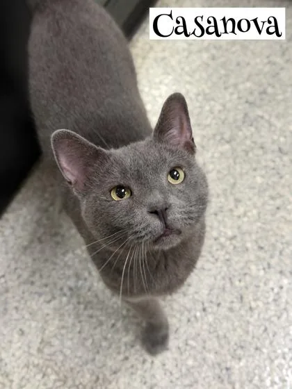 An adult medium-sized male Domestic Short Hair cat named Casanova for adoption in Valparaiso, IN