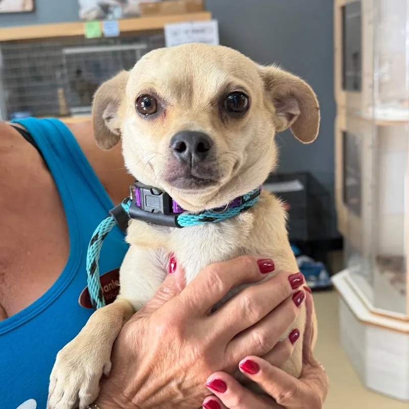 An adult small-sized female Yellow / Tan / Blond / Fawn Chihuahua dog named Peppa Chino Hills for adoption in Chino Hills, CA