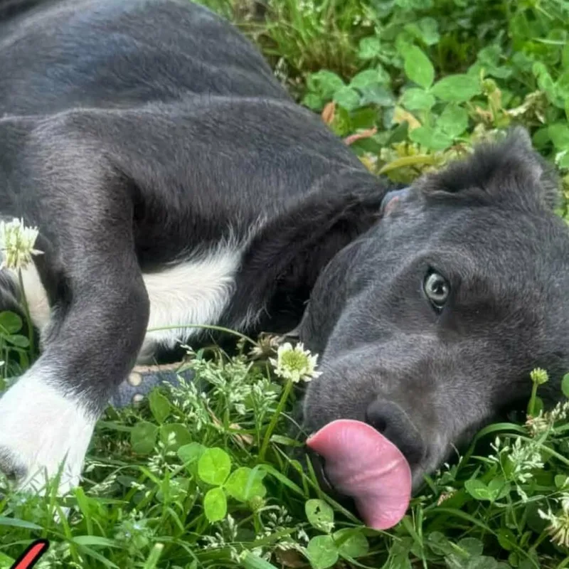 A young medium-sized female Gray / Blue / Silver Pit Bull Terrier dog named Loren for adoption in Alexandria, VA