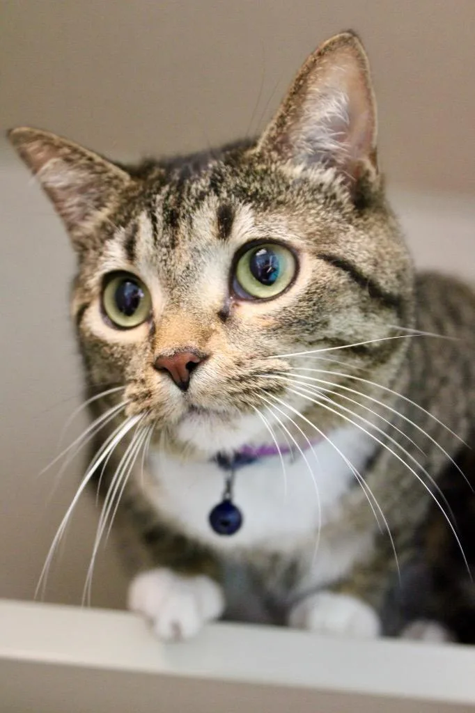 A young medium-sized female Domestic Short Hair cat named Meowdaline for adoption in Morgantown, KY
