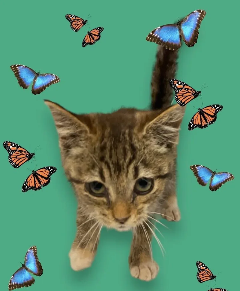 Meowdaline thumbnail 2