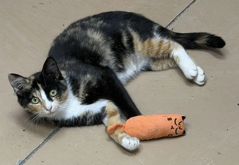 An adult medium-sized female Domestic Short Hair cat named Nala for adoption in Elkins, WV