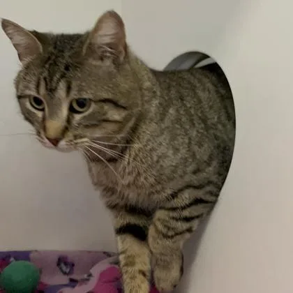 A young medium-sized male Domestic Short Hair cat named Jerry for adoption in Janesville, WI