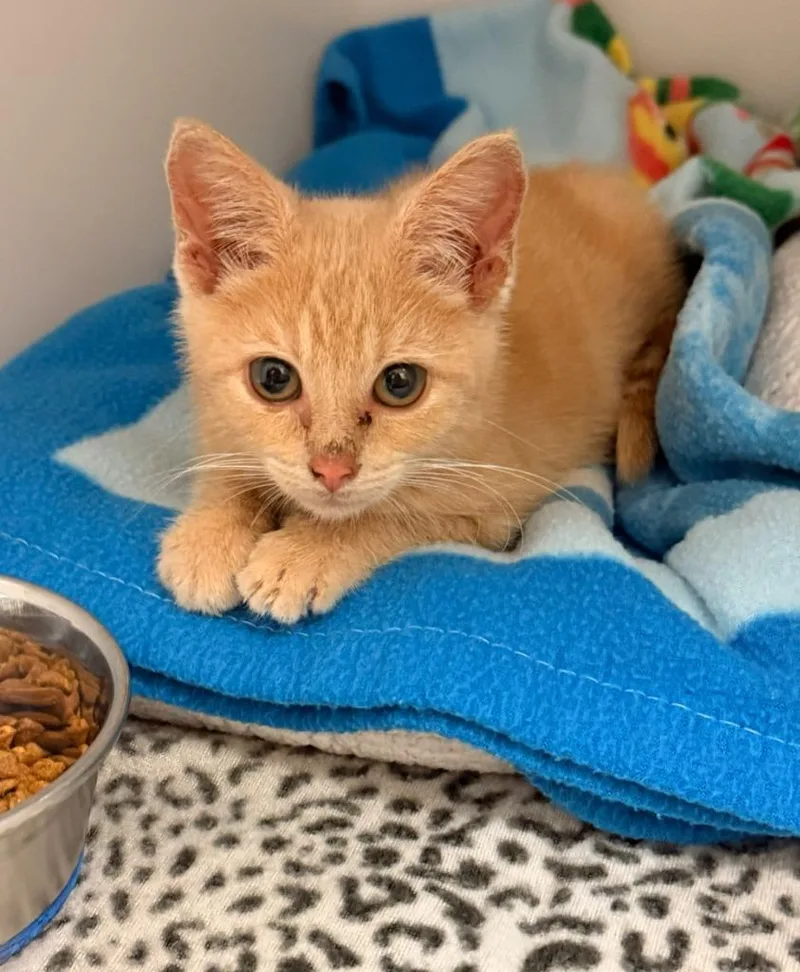 A baby small-sized female Domestic Short Hair cat named Ember for adoption in Blountville, TN