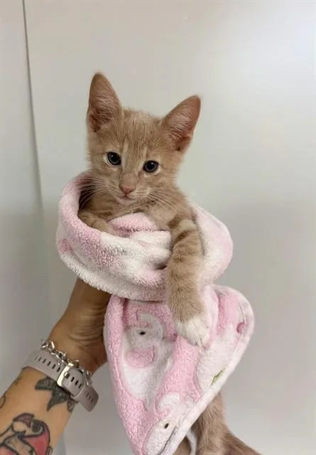 A baby medium-sized male Domestic Short Hair cat named Simba for adoption in Sugar Land, TX