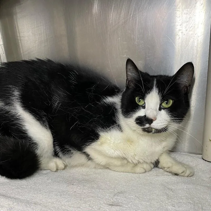 An adult medium-sized female Domestic Short Hair cat named Whiskey for adoption in Roanoke, VA