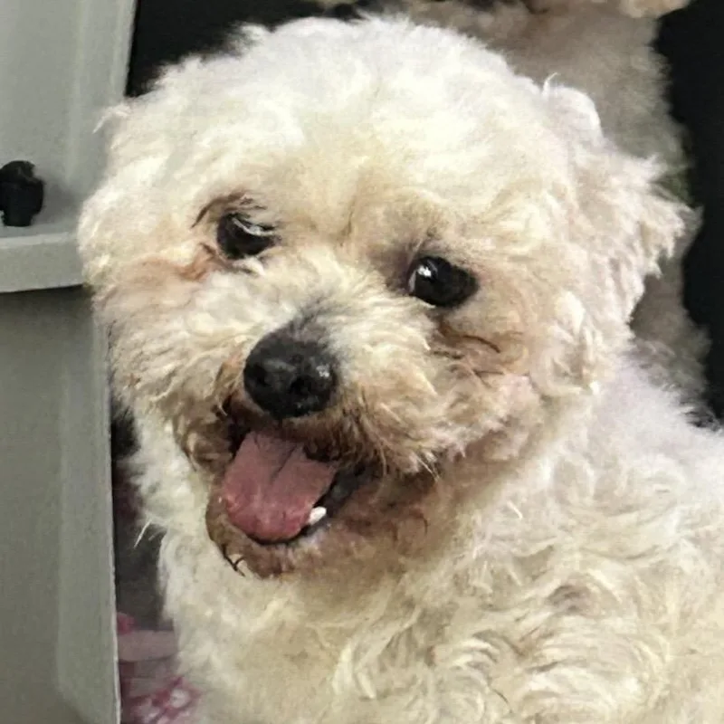 An adult small-sized female White / Cream Poodle (Toy) dog named Beautiful Bethany for adoption in Reston, VA