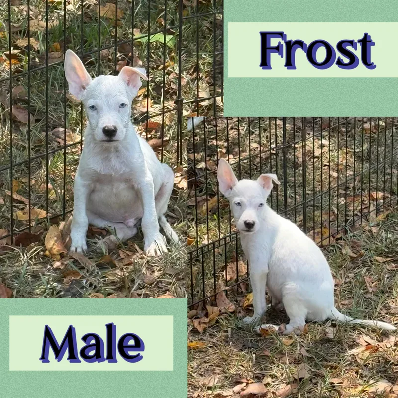 A baby medium-sized male Terrier dog named Frost for adoption in Manchester, CT