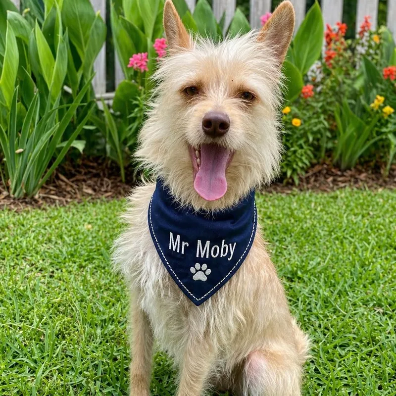 A young small-sized male Apricot / Beige Cairn Terrier dog named Mr. Moby for adoption in Houston, TX