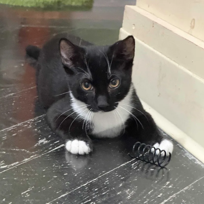 A young medium-sized male Black & White / Tuxedo Domestic Short Hair cat named Tux for adoption in East Brunswick, NJ