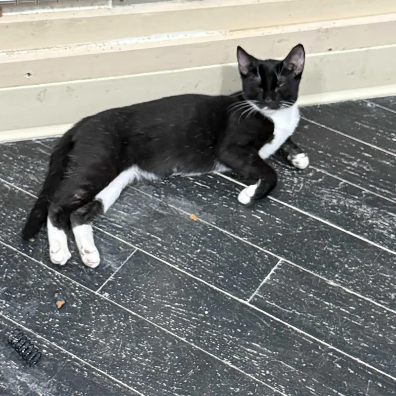 Tux thumbnail 3