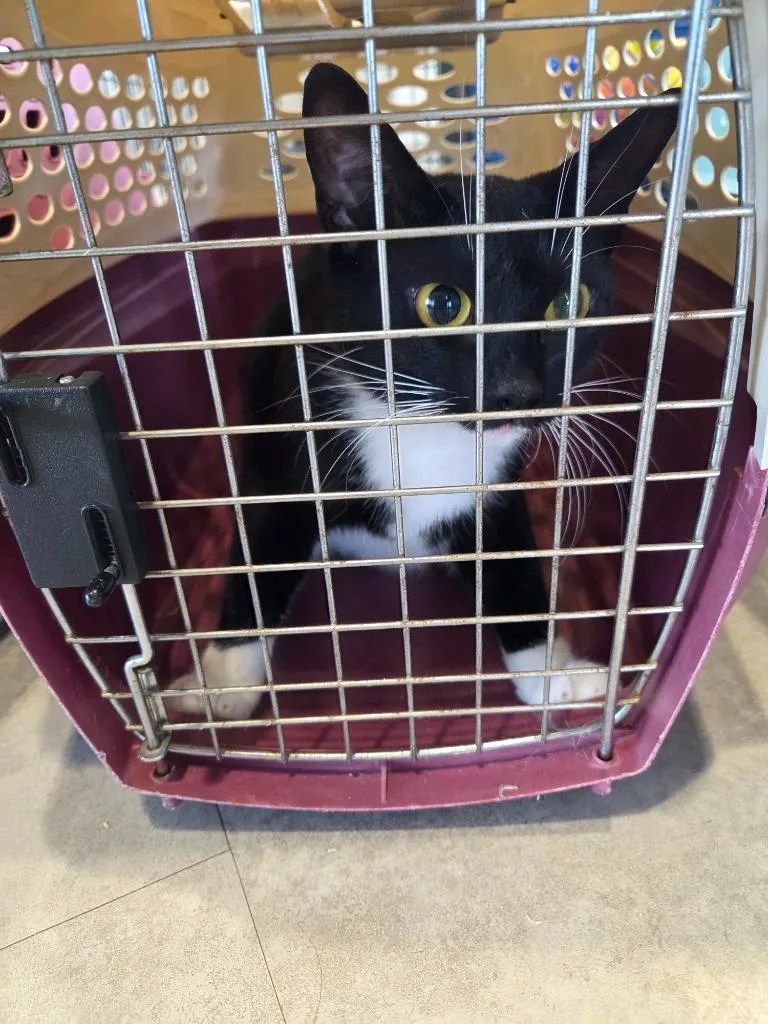 An adult large-sized female Domestic Short Hair cat named Socks for adoption in Bossier City, LA