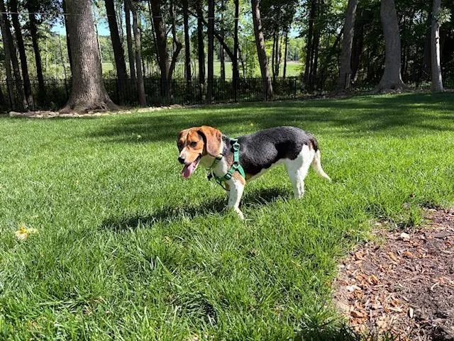 A young small-sized female Tricolor (Brown, Black, & White) Beagle dog named Buttercup for adoption in Williamsburg, VA