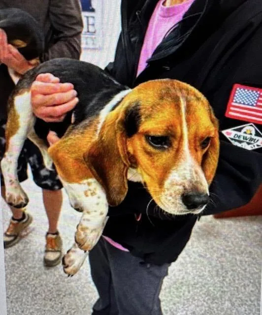 Buttercup thumbnail 5