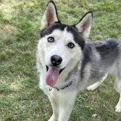 An adult medium-sized male White / Cream Siberian Husky dog named Finn for adoption in DeKalb, IL