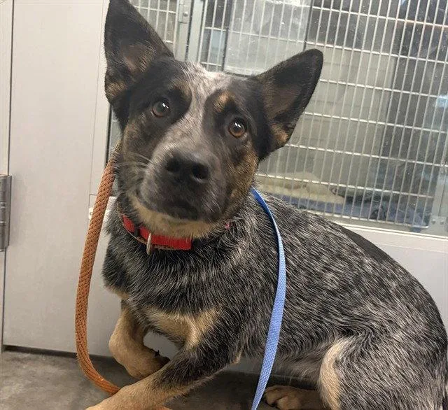 An adult medium-sized female Australian Cattle Dog / Blue Heeler dog named Liberty for adoption in Tavares, FL