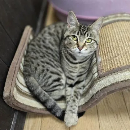 An adult medium-sized female Domestic Short Hair cat named Mushu for adoption in Woodstock, IL