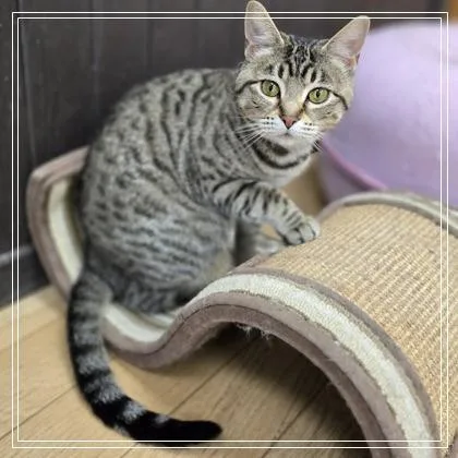Mushu thumbnail 2