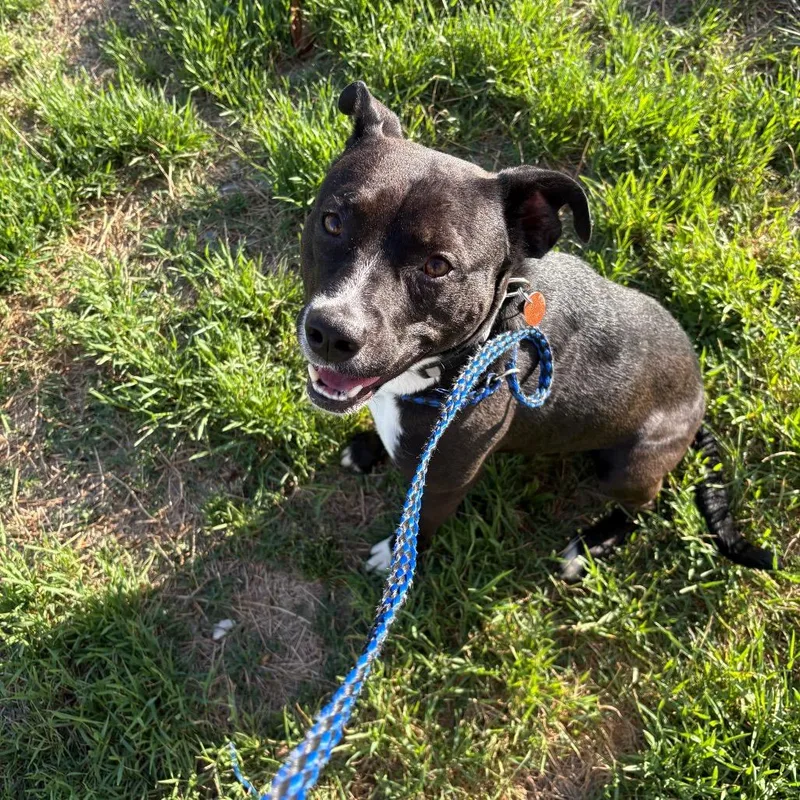 An adult medium-sized male Black Pit Bull Terrier dog named Pluto for adoption in Springfield, MO