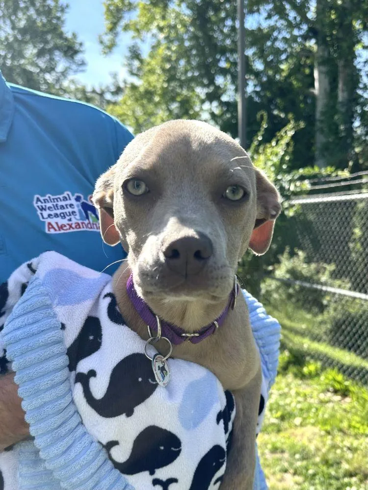 A baby medium-sized female Yellow / Tan / Blond / Fawn Mixed Breed dog named Sandy for adoption in Alexandria, VA