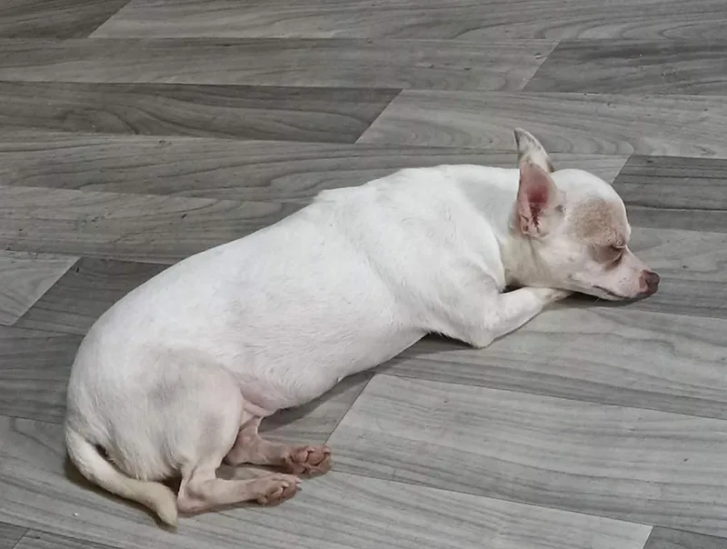 June Bug in TX