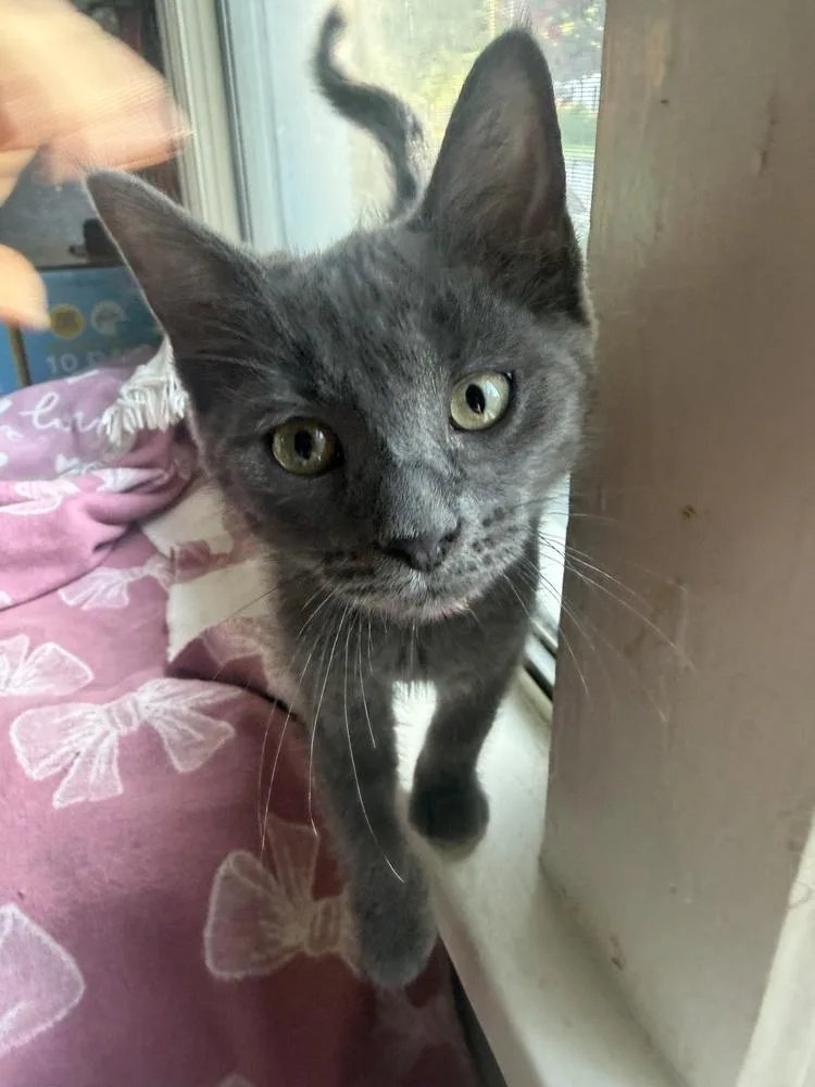 A baby medium-sized female Domestic Short Hair cat named Buzz for adoption in Little Rock, AR