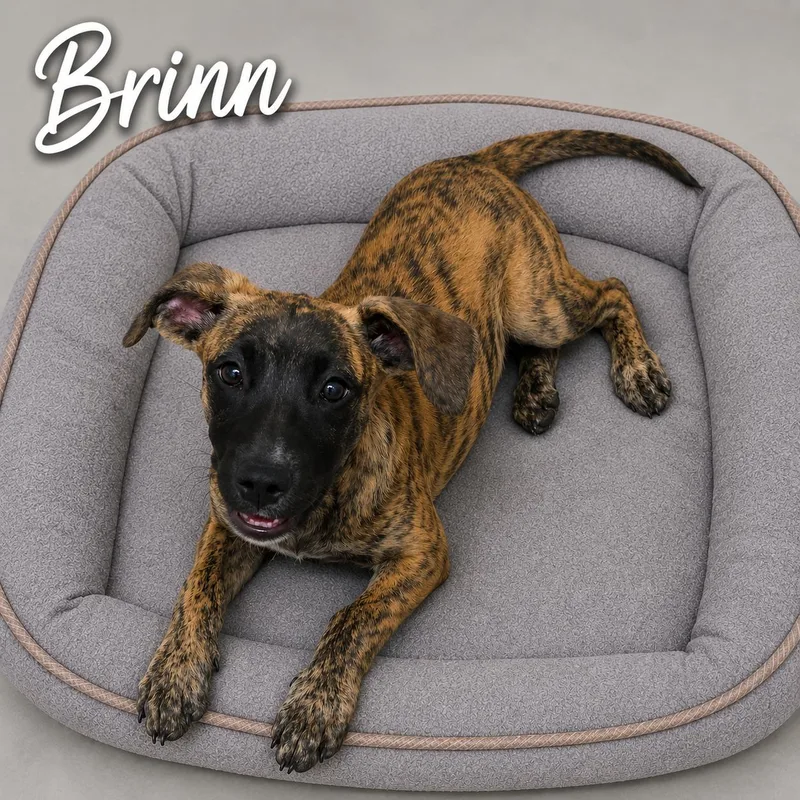 A baby medium-sized female Brindle Terrier dog named Brinn for adoption in Momence, IL