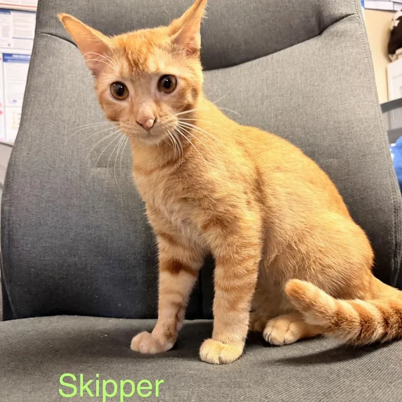 An adult medium-sized male Orange / Red Domestic Short Hair cat named Skipper for adoption in Buffalo, MN