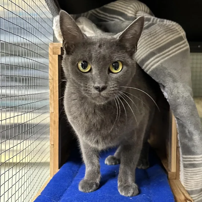A young medium-sized female Gray / Blue / Silver Domestic Short Hair cat named Imogen for adoption in North Port, FL
