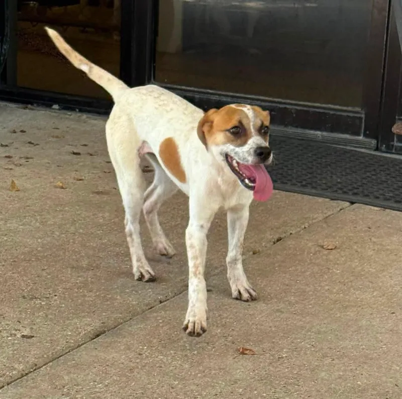 An adult small-sized female White / Cream Terrier dog named Pixie for adoption in Baton Rouge, LA