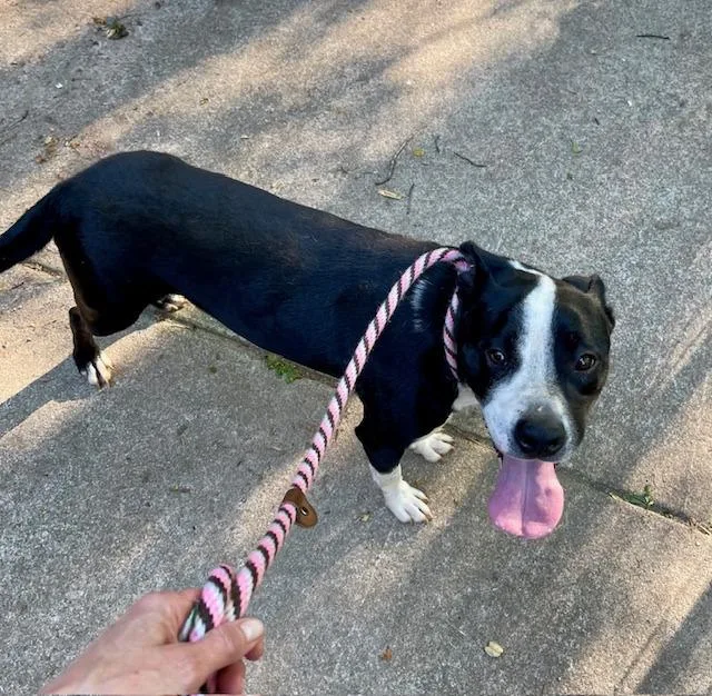 Wyatt  A thumbnail 2