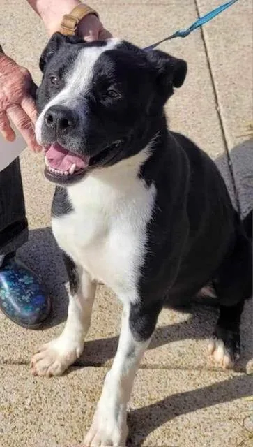 Wyatt  A thumbnail 4