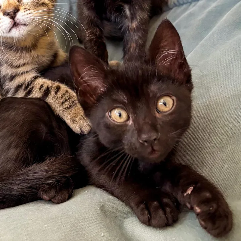 A baby small-sized male Black Domestic Short Hair cat named Papaya for adoption in San Diego, CA
